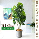 フェイクグリーン シェフレラ H約185cm 鉢付き / 人工観葉植物 観葉植物 フェイク 造花 大型 大きい 店舗 装飾 開店 開業 移転 祝い ギフト プレ...