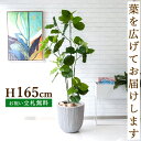フェイクグリーン ウンベラータ H約165cm 鉢付き / 人工観葉植物 観葉植物 フェイク 造花 店舗 装飾 開店 開業 移転 祝い ギフト プレゼント おしゃれ 住宅展示場 モデルハウス オフィス 立札無料 /PG237-FRA37WH(4)