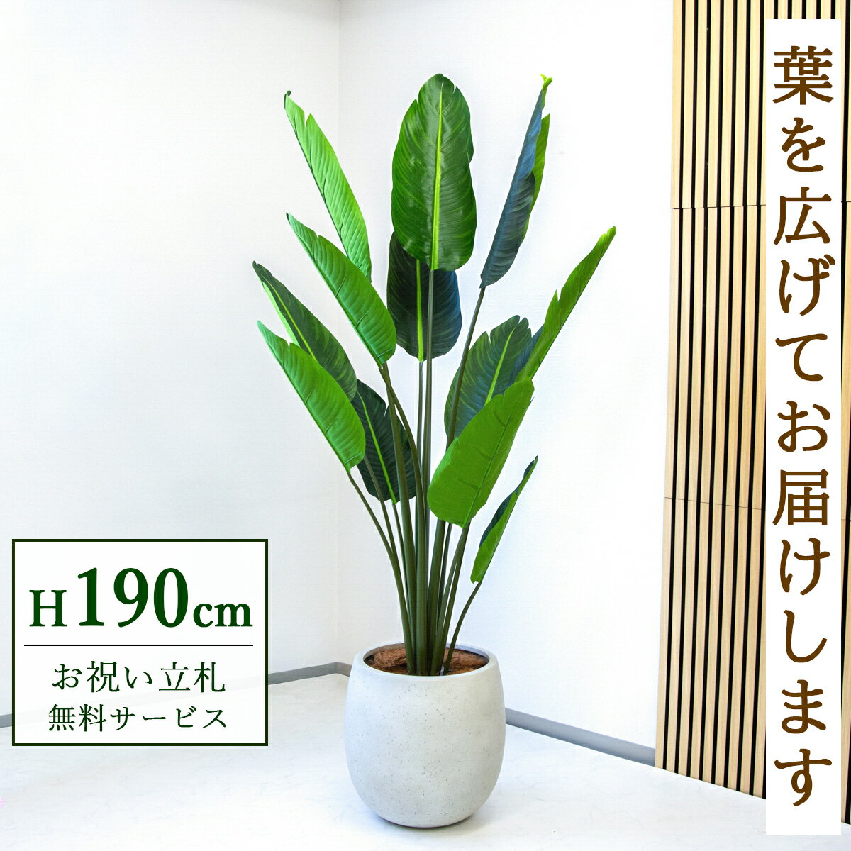 Rakuten - フェイクグリーン 観葉植物 人工観葉植物 オーガスタ 大型 190cm 鉢付き / ★立札無料★ 法人・開店祝い 店舗・オフィス装飾 空間演出 造花/PG238-BAL42IV