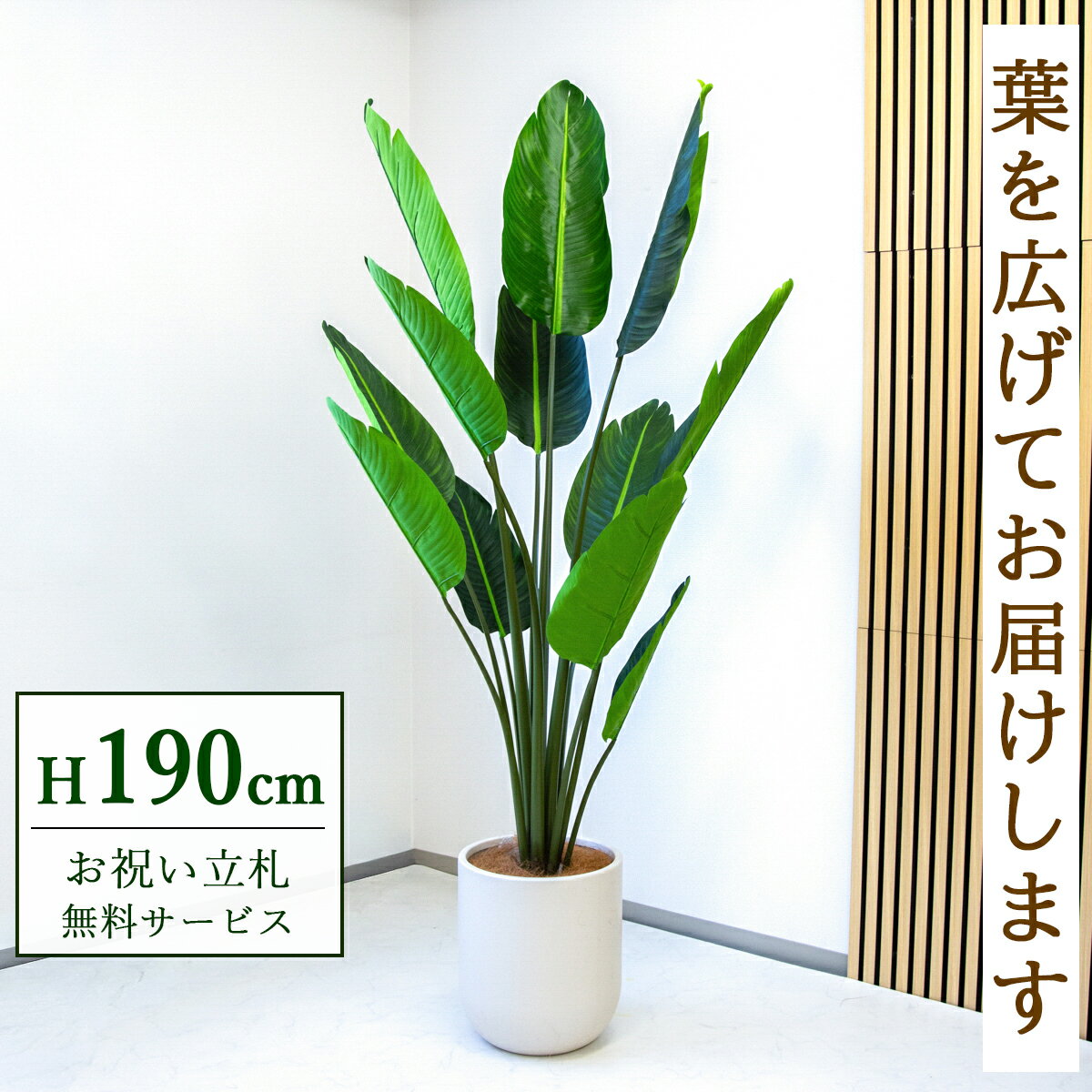 Rakuten - フェイクグリーン 観葉植物 人工観葉植物 オーガスタ 大型 190cm 鉢付き / ★立札無料★ 法人・開店祝い 店舗・オフィス装飾 空間演出 造花/PG238-CHC33IV