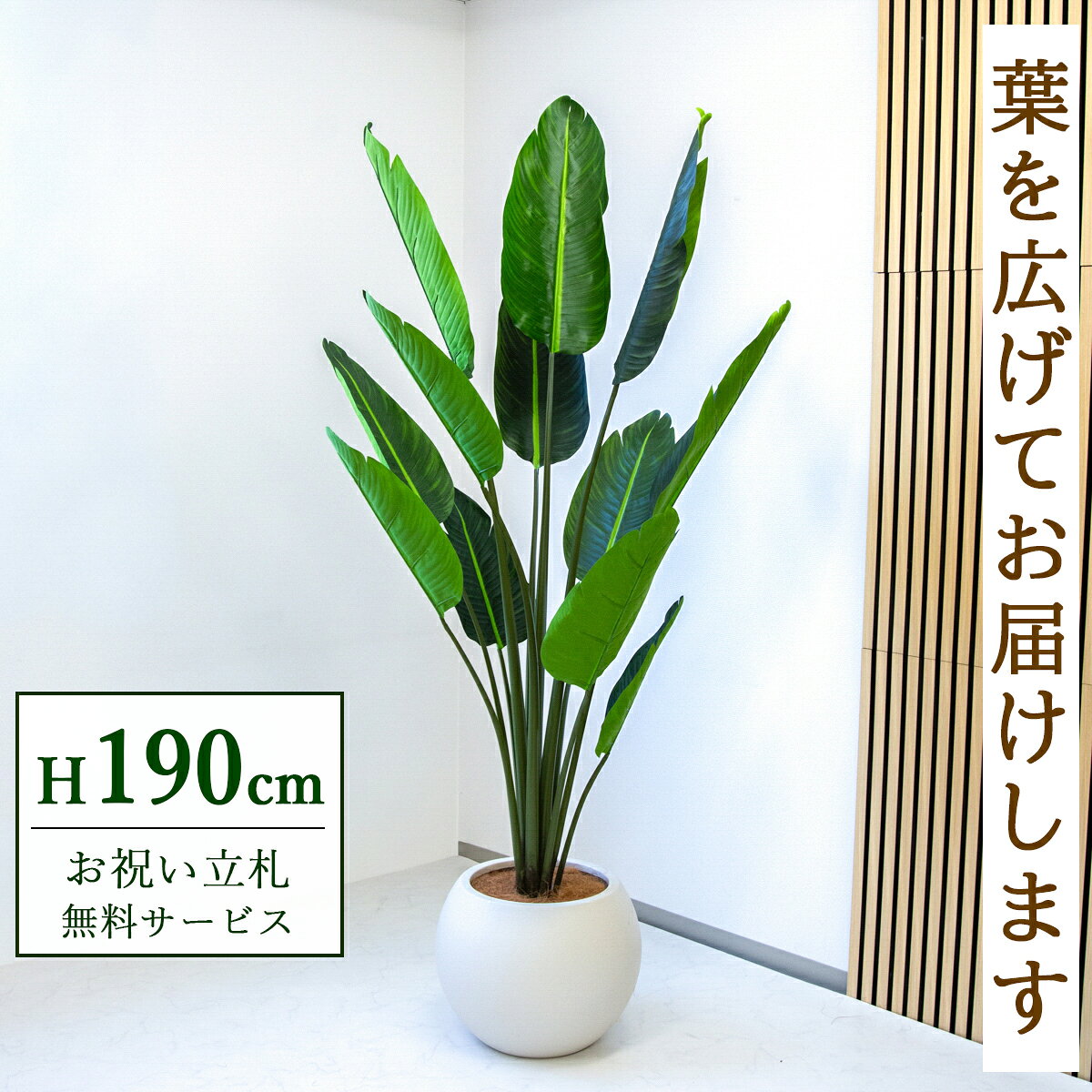 Rakuten - フェイクグリーン 観葉植物 人工観葉植物 オーガスタ 大型 190cm 鉢付き / ★立札無料★ 法人・開店祝い 店舗・オフィス装飾 空間演出 造花/PG238-ROM43IV