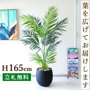 フェイクグリーン アレカパームツリー H約165cm 鉢付き / 人工観葉植物 観葉植物 フェイク 造花パームツリー 南国 夏 店舗 装飾 開店 開業 移転 祝...