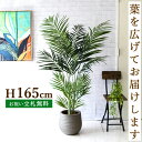 商品情報 H約165cm(鉢サイズ：Φ約30cm/H約27.5cm) ご利用案内詳細はこちらからご確認ください