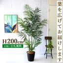 商品情報 H約200cm(鉢サイズ：Φ約30cm/H約30cm) ご利用案内詳細はこちらからご確認ください