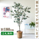 フェイクグリーン オリーブ H約180cm 鉢付き / 人工観葉植物 観葉植物 フェイク 造花 大型 大きい 店舗 装飾 開店 開業 移転 祝い ギフト プレゼ...