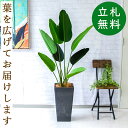 フェイクグリーン オーガスタ H約140cm 鉢付き / 人工観葉植物 観葉植物 フェイク 造花 店舗 装飾 開店 開業 移転 祝い ギフト プレゼント おしゃ...