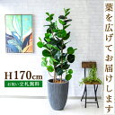 フェイクグリーン シーグレープ H約170cm 鉢付き / 人工観葉植物 観葉植物 フェイク 造花 大型 大きい 店舗 装飾 開店 開業 移転 祝い ギフト プ...