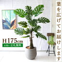 フェイクグリーン モンステラ H約175cm 鉢付き / 人工観葉植物 観葉植物 フェイク 造花 大型 大きい 店舗 装飾 開店 開業 移転 祝い ギフト プレ...