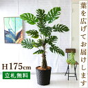 人工 観葉植物 フェイク グリーン モンステラ H約175cm 大型 店舗 装飾 開店 開業 移転 祝い ギフト プレゼント 住宅展示場 モデルハウス オフィス お祝い立札無料 【PG259-MEL38DB モンステラ H約175cm /バスケット鉢】