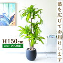 フェイクグリーン マッサン(幸福の木) H約150cm 鉢付き / 人工観葉植物 観葉植物 フェイク 造花 店舗 装飾 開店 開業 移転 祝い ギフト プレゼン...