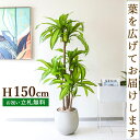 フェイクグリーン マッサン(幸福の木) H約150cm 鉢付き / 人工観葉植物 観葉植物 フェイク 造花 店舗 装飾 開店 開業 移転 祝い ギフト プレゼン...
