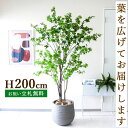 商品情報 H約200cm (鉢サイズ：Φ約40cm/H約37.5cm) ご利用案内詳細はこちらからご確認ください