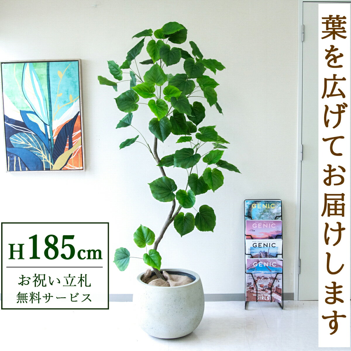 商品情報 (PG262-D42IV)高さ：H約185cm 鉢サイズ：Φ約42cm/H約34cm鉢材質：FRP鉢 ご利用案内 詳細はこちらからご確認ください 商品について ■幸せを象徴するハート型の葉「ウンベラータ」 大きなハートの形をした葉...