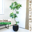 フェイクグリーン パキラ H約200cm 鉢付き / 人工観葉植物 観葉植物 フェイク 造花 大型 大きい 店舗 装飾 開店 開業 移転 祝い ギフト プレゼン...
