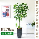 フェイクグリーン パキラ H約170cm 鉢付き / 人工観葉植物 観葉植物 フェイク 造花 大型 大きい 店舗 装飾 開店 開業 移転 祝い ギフト プレゼン...
