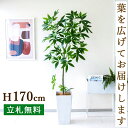 人工 観葉植物 フェイク グリーン パキラ H約170cm 大型 店舗 装飾 開店 開業 移転 祝い ギフト プレゼント 住宅展示場 モデルハウス オフィス [お祝い立札無料]【PG265-Q25WH パキラ H約170cm /プラスチック樹脂鉢】