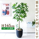 フェイクグリーン パキラ H約165cm 鉢付き / 人工観葉植物 観葉植物 フェイク 造花 店舗 装飾 開店 開業 移転 祝い ギフト プレゼント おしゃれ ...
