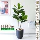 フェイクグリーン カシワバゴム H約140cm 鉢付き / 人工観葉植物 観葉植物 フェイク 造花 店舗 装飾 開店 開業 移転 祝い ギフト プレゼント おし...