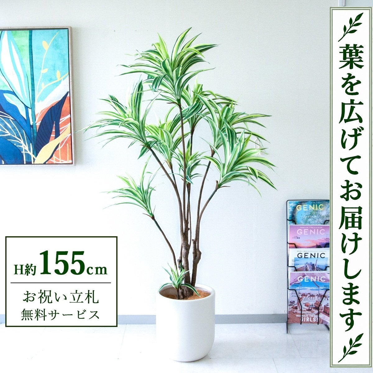 商品情報 (PG270-CHC29IV)高さ：H約155cm鉢サイズ：Φ約29cm/H約33cm鉢材質：プラスチック鉢 ご利用案内 詳細はこちらからご確認ください 商品について ■幸せを運び込む「幸福の木」ドラセナ 別名「幸福の木」として親しまれているドラセナは、その縁起の良い名前から、新築祝いや開店祝い、結婚祝いなどの「お祝いギフト」として最も選ばれている植物の一つです。花言葉は「幸福」や「永遠の愛」。大切な人の幸せを願う、温かい気持ちを伝える贈り物に最適です。 風水では、上に向かって伸びるシャープな葉が「陽の気」を生み出し、部屋の気の流れを活発にすると言われています。特に「玄関」や部屋の入り口に置くことで、外から良い運気を招き入れるとされ、運気アップのインテリアとしても人気があります。どんな部屋にも馴染むスマートな姿は、置く場所を選びません。 ■存在感抜群！空間の主役になる（高さ約【 155cm】） 大人の身長と同じくらいの高さがあるため、置くだけで空間の主役になれる【 大型サイズ 】です。立った状態での目線の高さ（アイレベル）に緑が来るため、殺風景になりがちな廊下やエレベーターホール、入り口周りの印象をガラッと変えることができます。■手間いらずで清潔！フェイクグリーンのメリット本物の植物と違い、日当たりや水やりを気にする必要がありません。窓がない部屋や、地下の店舗、長期休暇があるオフィスでも枯れないので安心です。土を使わないため虫がわかないのも大きなメリット。普段のお手入れは、葉に溜まったホコリを軽く拭くだけでOKです。■「空間装飾」のプロも選ぶデザイン性本物のようなリアルな質感は、インテリアの質を落とさず、空間をワンランク上の雰囲気へ引き上げます。商業施設やモデルルーム、ホテルのロビーなど、高い装飾性が求められるシーンでも多数採用されています。単なる緑化だけでなく、空間を美しく見せる「ディスプレイ」としてご活用ください。■衛生面が気になる場所へのギフトにも土などによる汚れが出ないため、衛生面に厳しい飲食店や病院（クリニック・歯科医院）への贈り物として選ばれています。「開店祝い」や「開業祝い」として、相手先に手入れの手間をかけさせない、気の利いたギフトになります。■「立札」や「メッセージカード」も対応ビジネスシーンでの贈り物に欠かせない「立札（祝い札）」の作成も承っております。高さから探す人物の身長：160cm種類から探す価格から探す