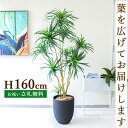 フェイクグリーン ユッカツリー H約160cm 鉢付き / 人工観葉植物 観葉植物 フェイク 造花 店舗 装飾 開店 開業 移転 祝い ギフト プレゼント おし...