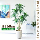 フェイクグリーン ユッカツリー H約160cm 鉢付き / 人工観葉植物 観葉植物 フェイク 造花 店舗 装飾 開店 開業 移転 祝い ギフト プレゼント おしゃれ 住宅展示場 モデルハウス オフィス 立札無料 /PG271-SFO31IV