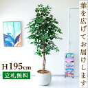 フェイクグリーン フィカス ベンジャミン ツリー H約195cm 鉢付き / 人工観葉植物 観葉植物 フェイク 造花 大型 大きい 店舗 装飾 開店 開業 移転...