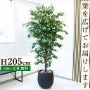 フェイクグリーン ベンジャミン H約205cm 鉢付き / 人工観葉植物 観葉植物 フェイク 造花 大型 大きい 店舗 装飾 開店 開業 移転 祝い ギフト プ...