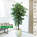 フェイクグリーン ベンジャミン H約205cm 鉢付き / 人工観葉植物 観葉植物 フェイク 造花 大型 大きい 店舗 装飾 開店 開業 移転 祝い ギフト プ...