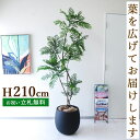フェイクグリーン エバーフレッシュ H約210cm 鉢付き / 人工観葉植物 観葉植物 フェイク 造花 大型 大きい 店舗 装飾 開店 開業 移転 祝い ギフト...