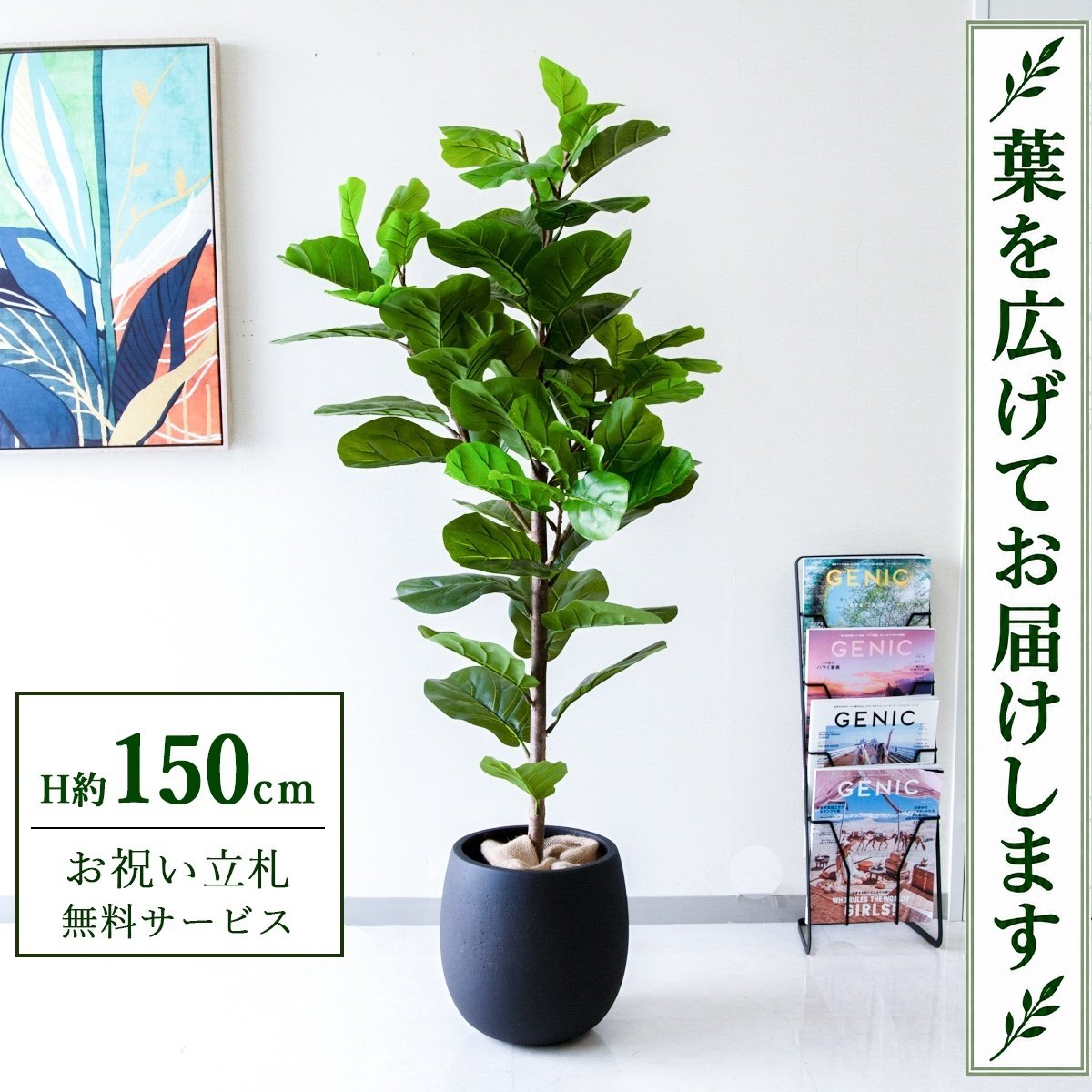 商品情報 (PG293-BAL30BK)高さ：H約150cm 鉢サイズ：Φ約30cm/H約30cm鉢材質：FRP鉢 ご利用案内 詳細はこちらからご確認ください 商品について ■おしゃれなインテリアの代名詞「カシワバゴム」 柏（カシワ）の葉のように波打つ大きな葉が特徴の「カシワバゴム（フィカス・リラータ）」は、その圧倒的な存在感とデザイン性の高さから、インテリア雑誌やカフェで必ずと言っていいほど見かける「おしゃれな観葉植物」の代名詞です。 革のような厚みのある濃いグリーンの葉は、置くだけで部屋を「ブルックリンスタイル」や「北欧ヴィンテージ」のような、センスの良い空間に格上げします。花言葉は「永久の幸せ」。新築祝いや結婚祝い、長く付き合っていきたいパートナーへの「心温まるギフト」として選ばれています。 ■使い勝手No.1のスタンダードサイズ（高さ約【150cm 】） 大きすぎず小さすぎない、オフィスや店舗で最も使いやすい【 スタンダードサイズ 】です。部屋のコーナー（隅）やエントランスに最適で、殺風景な空間に立体感と彩りを与えます。 「開店祝い」や「移転祝い」として最も選ばれている【 定番のサイズ 】でもあり、見栄えの良さと置きやすさのバランスが取れた人気の大きさです。■手間いらずで清潔！フェイクグリーンのメリット本物の植物と違い、日当たりや水やりを気にする必要がありません。窓がない部屋や、地下の店舗、長期休暇があるオフィスでも枯れないので安心です。土を使わないため虫がわかないのも大きなメリット。普段のお手入れは、葉に溜まったホコリを軽く拭くだけでOKです。■「空間装飾」のプロも選ぶデザイン性本物のようなリアルな質感は、インテリアの質を落とさず、空間をワンランク上の雰囲気へ引き上げます。商業施設やモデルルーム、ホテルのロビーなど、高い装飾性が求められるシーンでも多数採用されています。単なる緑化だけでなく、空間を美しく見せる「ディスプレイ」としてご活用ください。■衛生面が気になる場所へのギフトにも土などによる汚れが出ないため、衛生面に厳しい飲食店や病院（クリニック・歯科医院）への贈り物として選ばれています。「開店祝い」や「開業祝い」として、相手先に手入れの手間をかけさせない、気の利いたギフトになります。■「立札」や「メッセージカード」も対応ビジネスシーンでの贈り物に欠かせない「立札（祝い札）」の作成も承っております。高さから探す人物の身長：160cm種類から探す価格から探す