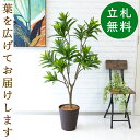 人工 観葉植物 フェイク グリーン ソングオブジャマイカ H約130cm 店舗 装飾 開店 開業 移転 祝い ギフト プレゼント 住宅展示場 モデルハウス オフィス お祝い立札無料 【PG216-B240BR ソングオブジャマイカ H約130cm/ポリプロピレン鉢 】