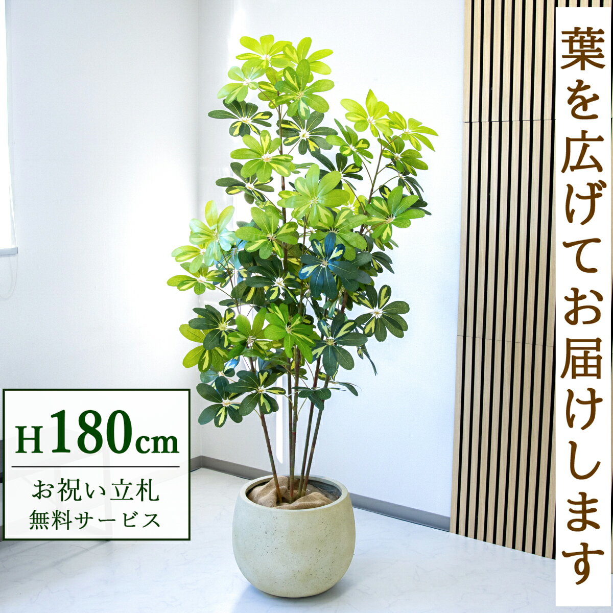 フェイクグリーン 観葉植物 人工観葉植物 シェフレラ カポック 大型 180cm 鉢付き / 立札無料 送料無料 法人・開店祝い 店舗・オフィス装飾 空間演出 造花/PG283-D42IV