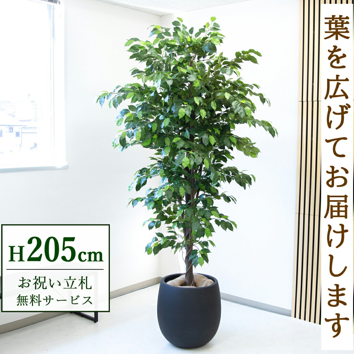 观叶植物 - フェイクグリーン 観葉植物 人工観葉植物 フィカス ベンジャミン 大型 205cm 鉢付き / 立札無料 送料無料 法人・開店祝い 店舗・オフィス装飾 空間演出 造花/PG285-BAL42BK