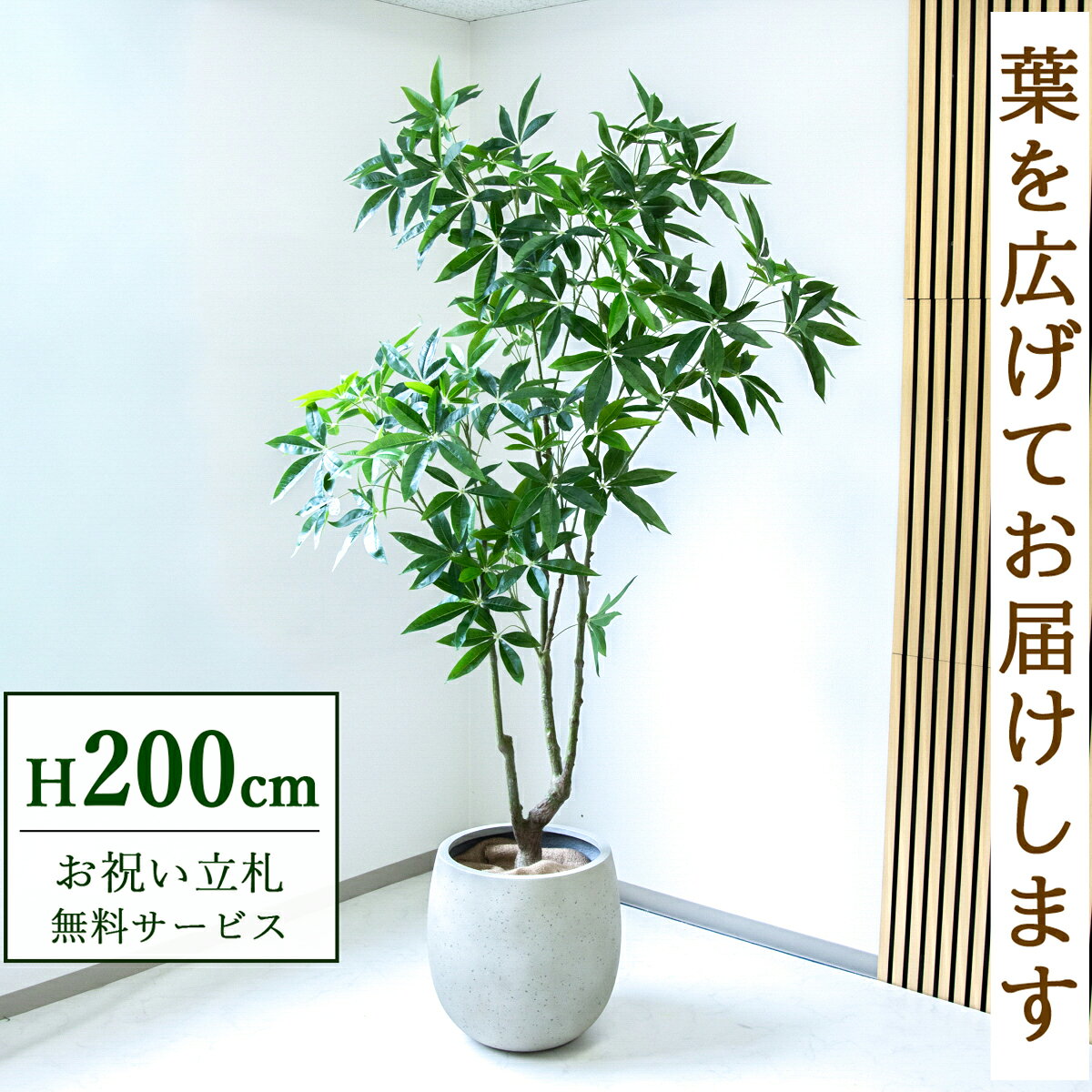フェイクグリーン 観葉植物 人工観葉植物 パキラ 大型 200cm 鉢付き / 立札無料 送料無料 法人・開店祝い 店舗・オフィス装飾 空間演出 造花/PG286-BAL42IV
