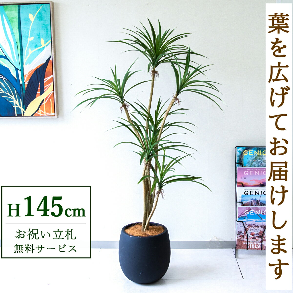 Rakuten - フェイクグリーン 観葉植物 人工観葉植物 ユッカ 145cm 鉢付き / 立札無料 送料無料 法人・開店祝い 店舗・オフィス装飾 空間演出 造花/PG296-BAL30BK