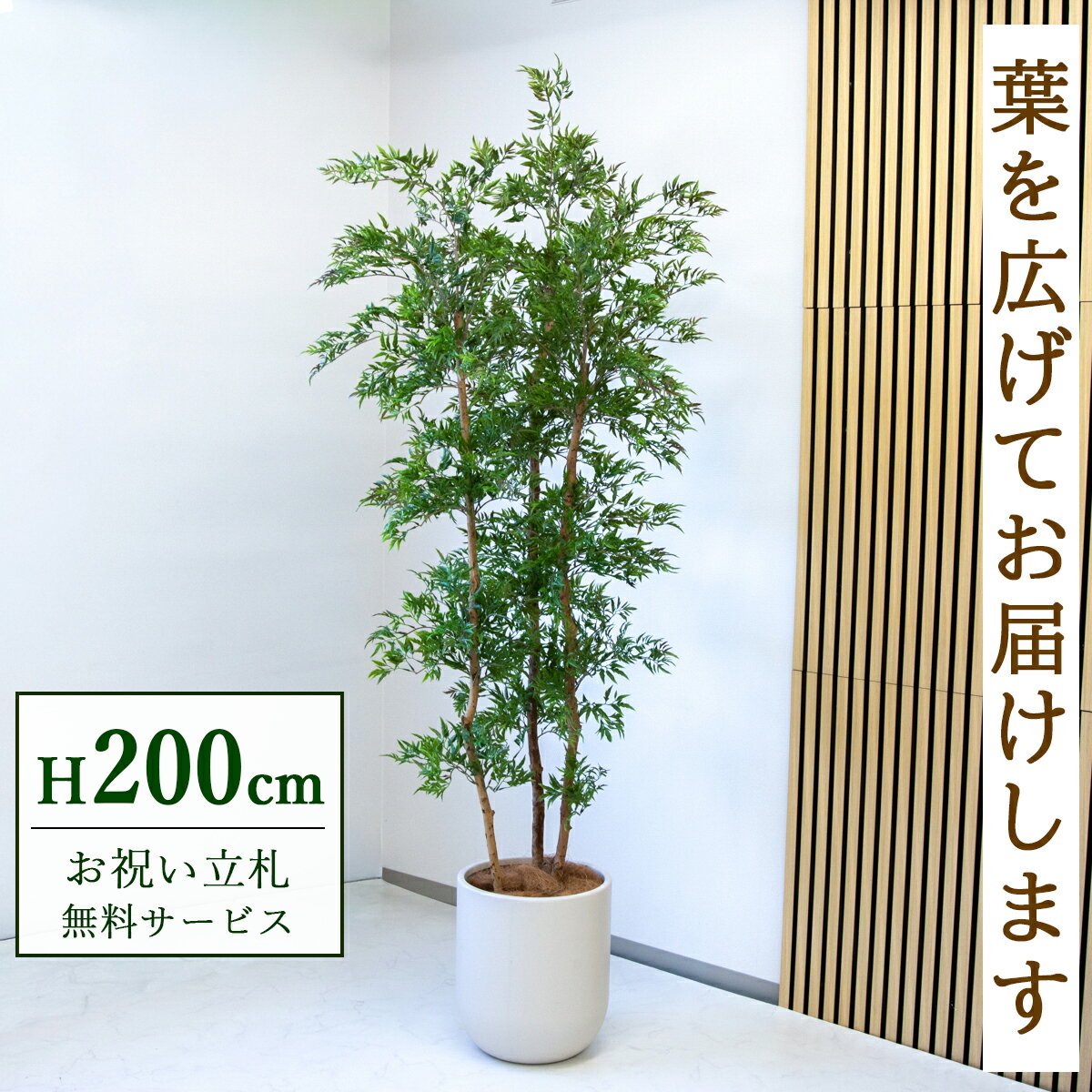 楽天市場】タイワンモミジ 観葉植物（種類（植物）ポリシャス）の通販