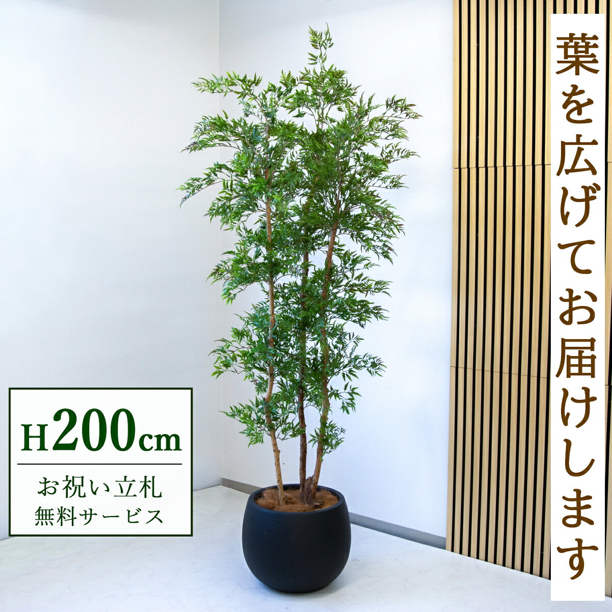 楽天市場】タイワンモミジ 観葉植物（種類（植物）ポリシャス）の通販