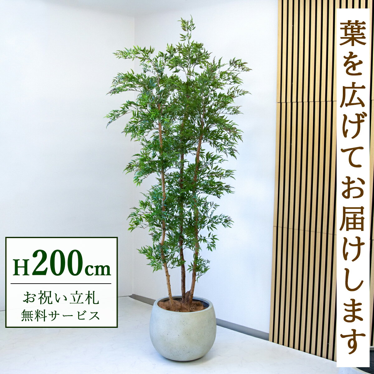 楽天市場】タイワンモミジ 観葉植物（種類（植物）ポリシャス）の通販