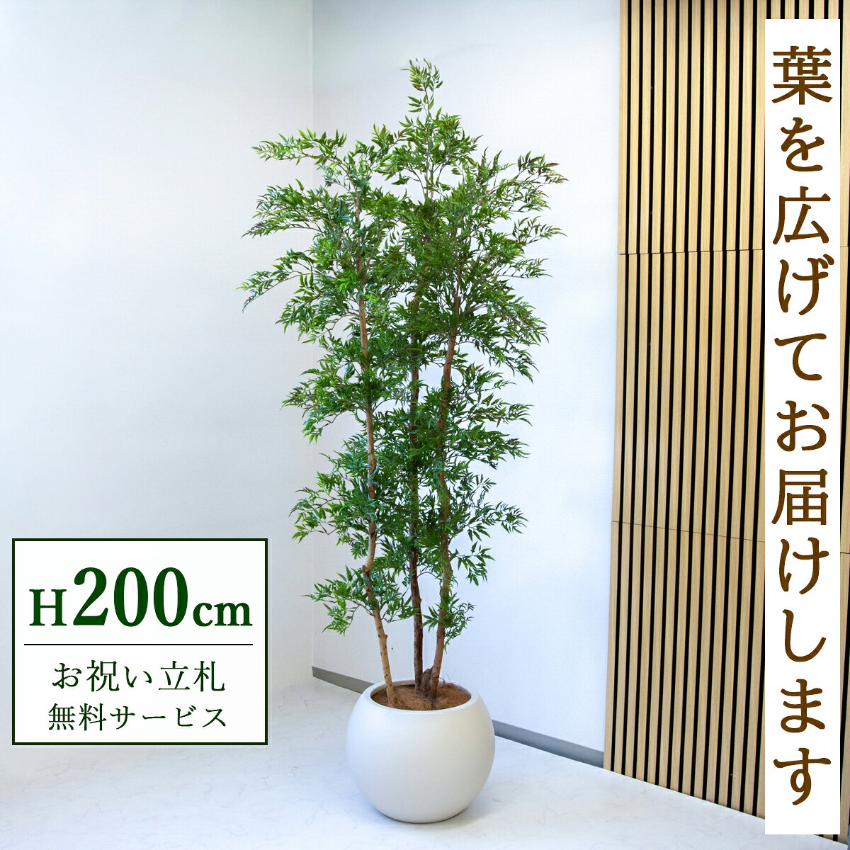 楽天市場】タイワンモミジ 観葉植物（種類（植物）ポリシャス）の通販