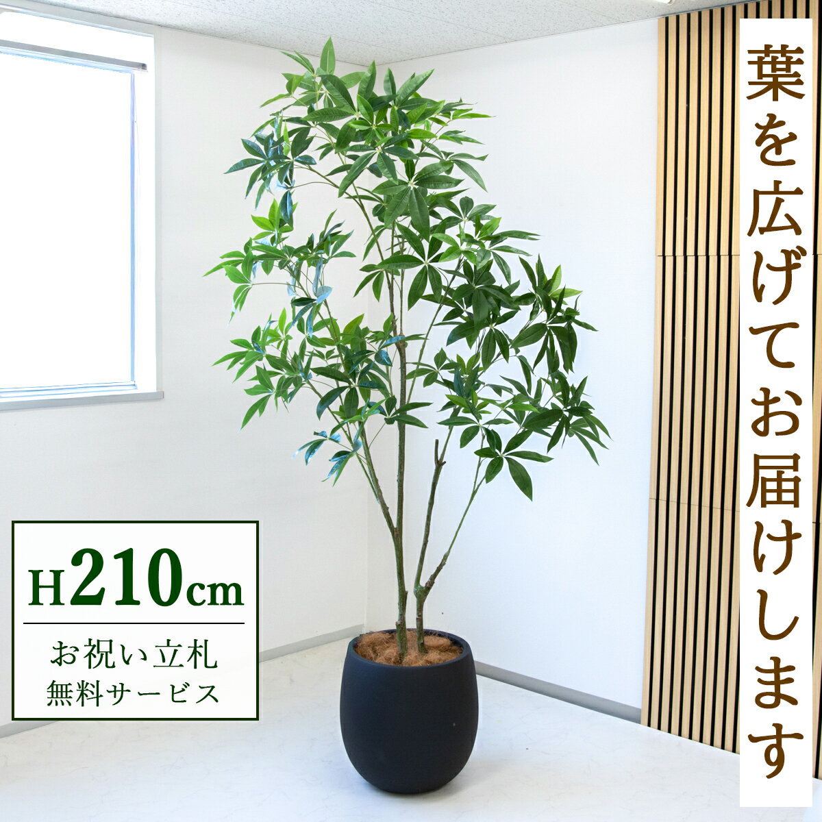 Rakuten - 【すぐ飾れる】 フェイクグリーン パキラ 210cm 大型 鉢付き / 法人・開店祝い 店舗・オフィス装飾 空間演出 立札無料・造花/PG301-BAL42IV