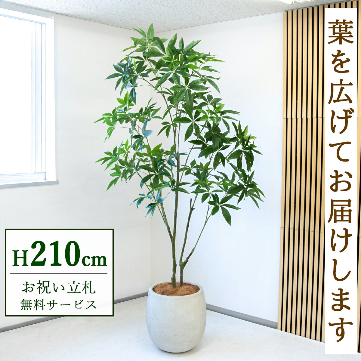 Rakuten - 【すぐ飾れる】 フェイクグリーン パキラ 210cm 大型 鉢付き / 法人・開店祝い 店舗・オフィス装飾 空間演出 立札無料・造花/PG301-BAL42BK