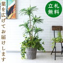 商品情報 H約120cm(鉢サイズ：Φ約30cm/H約30cm) ご利用案内詳細はこちらからご確認ください