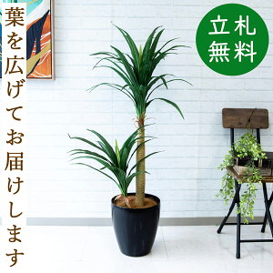 フェイクグリーン ドラセナコンシナ H約120cm 鉢付き / 人工観葉植物 観葉植物 フェイク 造花 店舗 装飾 開店 開業 移転 祝い ギフト プレゼント おしゃれ 住宅展示場 モデルハウス オフィス 立札無料 /PG014-A265BK