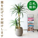 フェイクグリーン ドラセナコンシナ H約120cm 鉢付き / 人工観葉植物 観葉植物 フェイク 造花 店舗 装飾 開店 開業 移転 祝い ギフト プレゼント ...