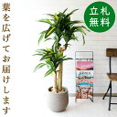 フェイクグリーン マッサン(幸福の木) H約125cm 鉢付き / 人工観葉植物 観葉植物 フェイク 造花 店舗 装飾 開店 開業 移転 祝い ギフト プレゼン...