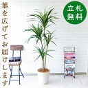 フェイクグリーン ユッカ H約155cm 鉢付き / 人工観葉植物 観葉植物 フェイク 造花 店舗 装飾 開店 開業 移転 祝い ギフト プレゼント おしゃれ ...