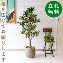 フェイクグリーン フィカス ベンジャミン H約135cm 鉢付き / 人工観葉植物 観葉植物 フェイク 造花 店舗 装飾 開店 開業 移転 祝い ギフト プレゼ...