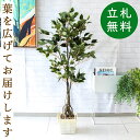 フェイクグリーン フィカス ベンジャミン H約135cm 鉢付き / 人工観葉植物 観葉植物 フェイク 造花 店舗 装飾 開店 開業 移転 祝い ギフト プレゼント おしゃれ 住宅展示場 モデルハウス オフィス 立札無料 /PG080-KCS21WH