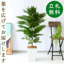 フェイクグリーン ハワイアンシダー H約105cm 鉢付き / 人工観葉植物 観葉植物 フェイク 造花 店舗 装飾 開店 開業 移転 祝い ギフト プレゼント ...