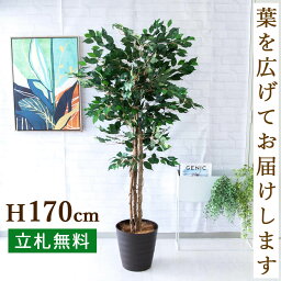 人工 観葉植物 フェイク グリーン ベンジャミンフィカスツリー H約170cm 大型 店舗 装飾 開店 開業 移転 祝い ギフト プレゼント 住宅展示場 モデルハウス オフィス [お祝い立札無料]【PG091-M30DB ベンジャミンフィカスツリー H約170cm /ポリプロピレン鉢 】